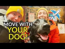 MOVING ABROAD ... WITH YOUR DOG! TIPS AND INFO