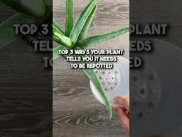 Top 3 Ways Your Plant Tells You It Needs To Be Repotted