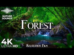 Forest 4K - Scenic Nature Relaxation Film with Peaceful Music - Ambient Soundscapes - Video Ultra HD