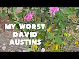 My Worst Performing David Austin Roses for 2024