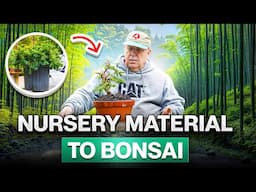 How to make a bonsai from nursery material