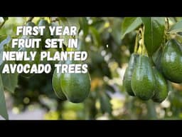 Planting a New Avocado Tree - When Can A Young Tree Produce Fruit?