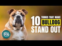 10 Things That Make a Bulldog Stand Out