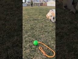 Why Your Dog WON'T FETCH & How To Fix It!