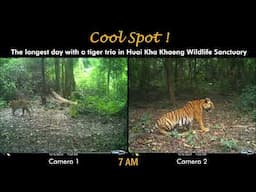 Cool spot! The longest day with a tiger trio in Huai Kha Khaeng Wildlife Sanctuary