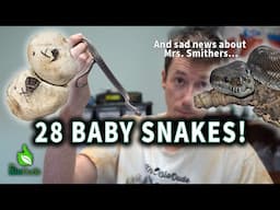 Baby Smitherses: Showing You Baby Morelia Bredli Pythons