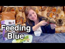 Feeding My Tortoise Blue & Koa Update