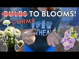 Corms To Blooms! How To Grow Ranunculus & Freesias In Zones 9 & 10