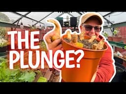 A whole new challenge: can I compete with the experienced show growers?