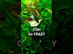 FISH Go CRAZY For PASTA #tropicalfishkeeping #tropicaltank #aquariumfish #fishkeeping #fishaquarium