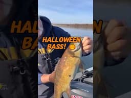 Halloween Smallmouth Bass || Extremely rare Pumpkin Bass #halloween #bassfishing #shorts