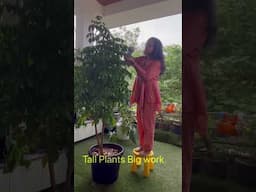 Tall Plants Work #chinadoll #indoorplants #groplants