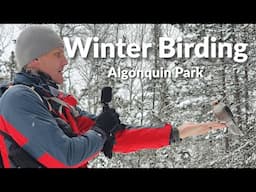 Algonquin Park Winter Birding with Buffalo Audubon