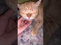 Cute cat #trending #indian #bollywood #yt #ytshorts