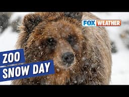 Animals at Brookfield Zoo Chicago play in the snow