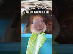 A Day in the Life of a Spoiled Guinea Pig! - TikTok Trend Guinea Pig Edition 🐹🍄🌿