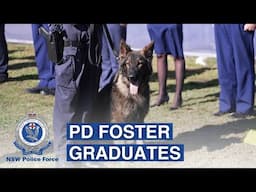 Police Dog Foster Graduates - NSW Police Force