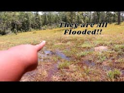 Potting up Flooded Trees 🌳| Building 🔨A Homestead From Scratch