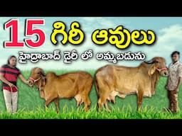 15 గిరీ ఆవులు హైద్రాబాద్ డైరీ లో అమ్మబడును | Quality Gir Cows | Hyderabad Market