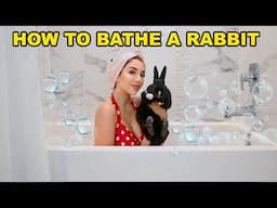 How to Bathe Your Rabbit Safely! (Butt Bath!)