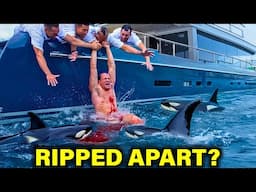 This RECENT Orca Boat Attack Left The World STUNNED