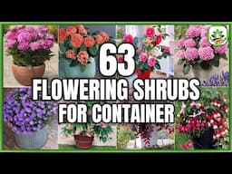 63 Best Flowering Shrubs for Container | Shrubs for pots and Containers | Plant and Planting