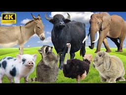 4K Wild Animal Sounds: Donkey, Buffalo, Elephant, Pig, Rabbit - Incredible Animal Noises