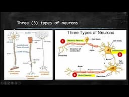 Life Sciences: Responding To The Environment - Human Nervous System - Grade 12