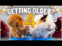 Do THIS for Your Older Guinea Pigs! 🐹