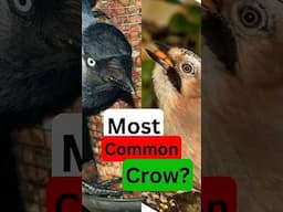 Which is the Most Common Crow?       Nature Question of the Day! #wildlife #nature