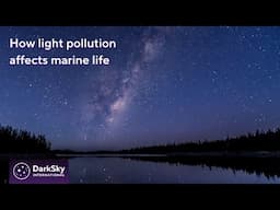 Impacts of light pollution on marine biodiversity | Night Matters