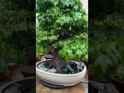 Japanese maples with vibrant spring colors #bonsai #art