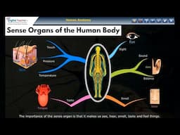 Sense Organs of the Human Body | Human Sense Organs |Digital Teacher ( Part #3 )