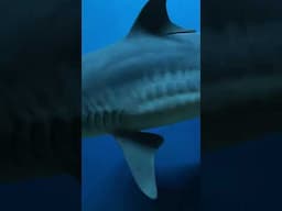 How did the tiger shark get its name?