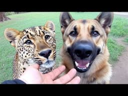 Funny GERMAN SHEPHERDS are here to make you LAUGH