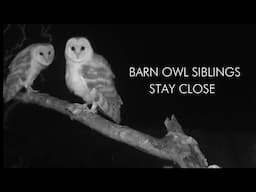 Sibling Barn Owl Chicks Stay Close | Gylfie & Dryer | Robert E Fuller