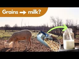 Unlock the Secrets of Dairy Sheep Feeding!