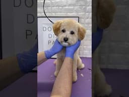 Maltipoo grooming #maltipoo #doggroomingforbeginners #dogs