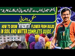 How to grow "HYACINTH" flower from bulbs in soil &water| Complete guide | Gardening With Javed Iqbal