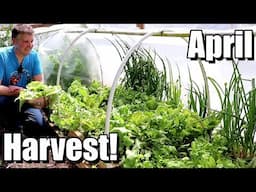 April Harvest & Update on Tomatoes, Sweet Potatoes, Beans, Squash, etc.