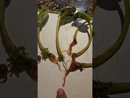 Separation of roots AFV leaf water culture