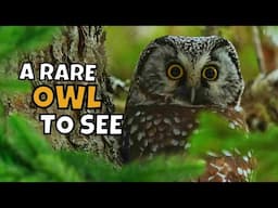 All About the Rare Boreal Owl and How to Find One