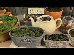 Bulbs - container ideas and planting in the ground!