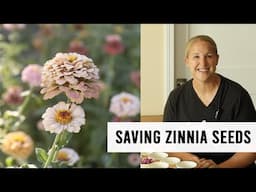 How To Harvest Zinnia Seeds From Your Cut Flower Garden : Sunshine and Flora