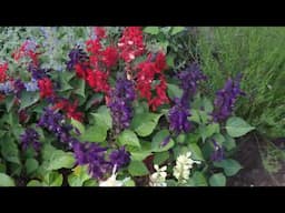 How to Prune Salvia to Produce More Flowers