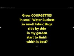 Grow Courgettis /zucchini in small Buckets & small Fabric Bags side by side.  Which is best