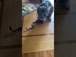 Curious Cat Meets Tiny Snake - Who Wins?