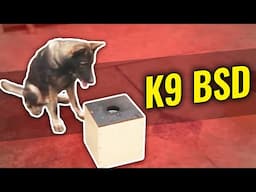 K9 Bsd for Nosework