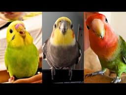 FUNNY AND CUTE PARROTS - TRY NOT TO LAUGH!