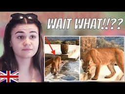 Brit Reacts to 9 Deadly Animals Lurking in American backyards